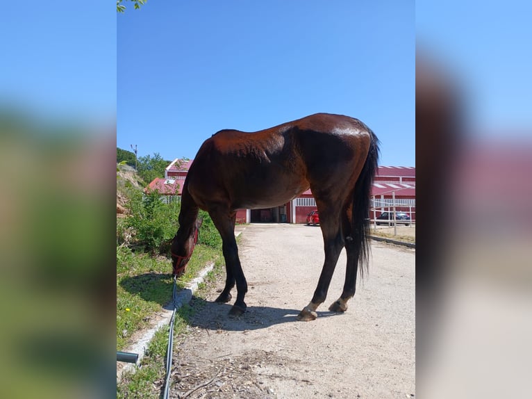 Englisches Vollblut Stute 16 Jahre 167 cm Brauner in Valladolid