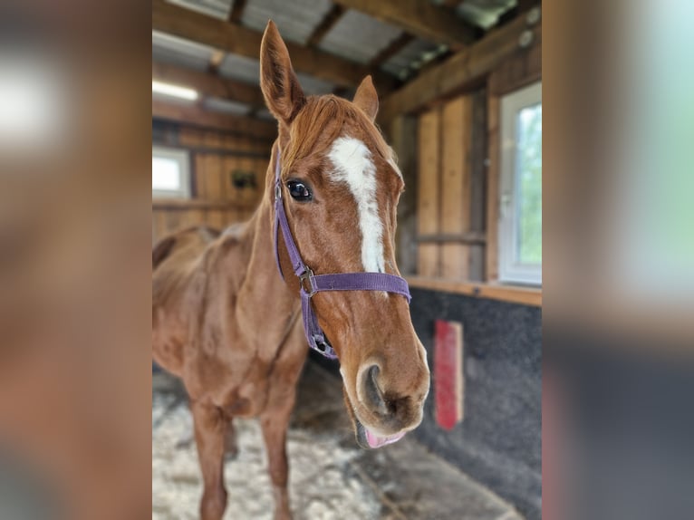 Englisches Vollblut Stute 17 Jahre 155 cm Fuchs in Mildenau