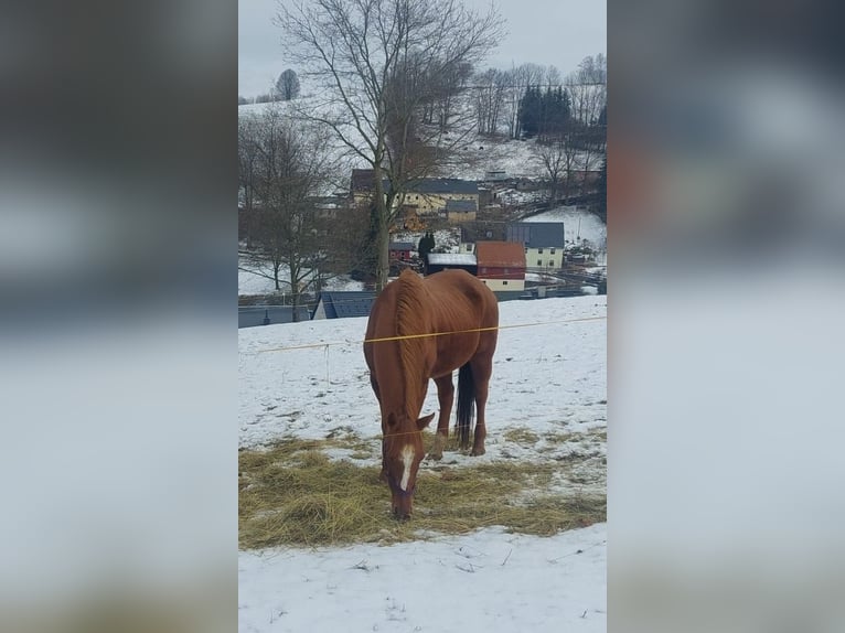 Englisches Vollblut Stute 17 Jahre 155 cm Fuchs in Mildenau