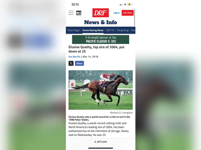 Englisches Vollblut Stute 17 Jahre 160 cm Brauner in Lienden