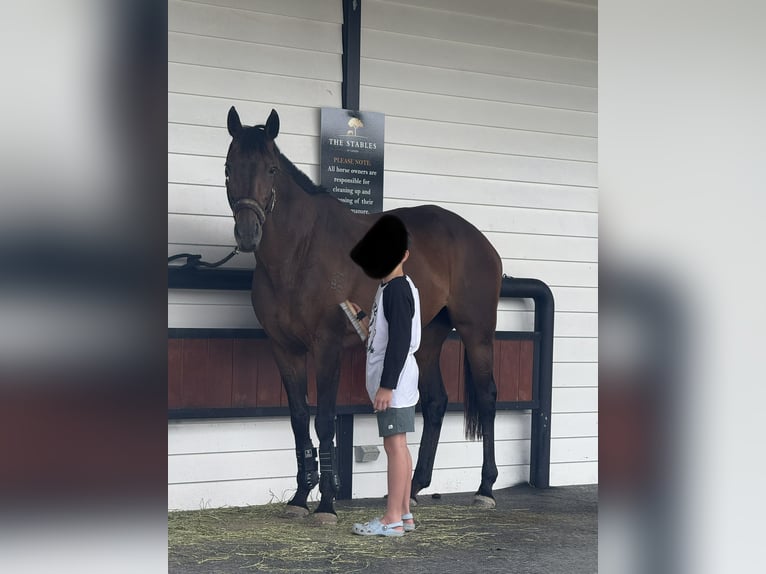 Englisches Vollblut Stute 17 Jahre 163 cm Dunkelbrauner in NSW