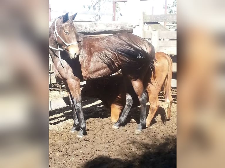 Englisches Vollblut Stute 17 Jahre 163 cm Dunkelbrauner in NSW