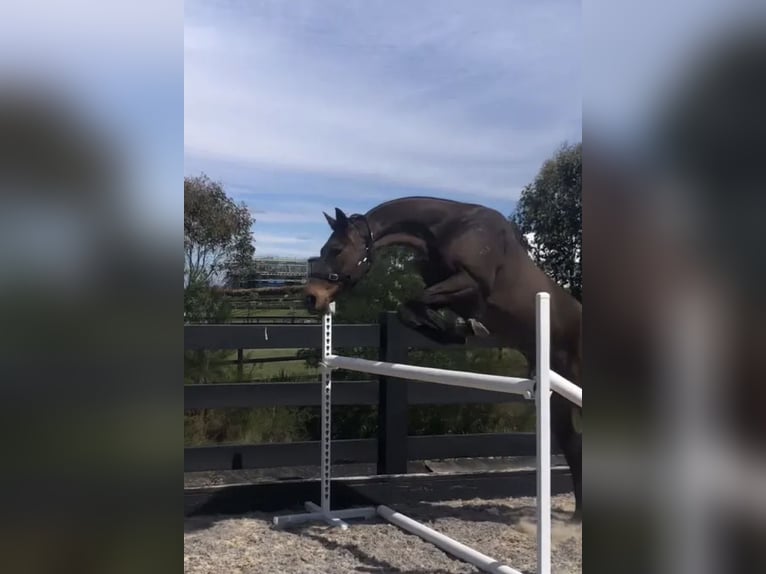 Englisches Vollblut Stute 17 Jahre 163 cm Dunkelbrauner in NSW