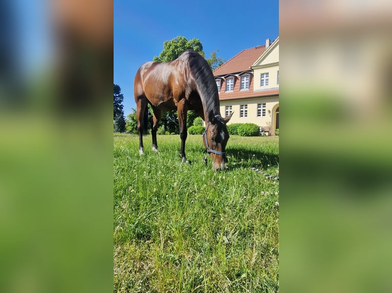 Englisches Vollblut Stute 17 Jahre 165 cm  in Neuenhagen bei Berlin