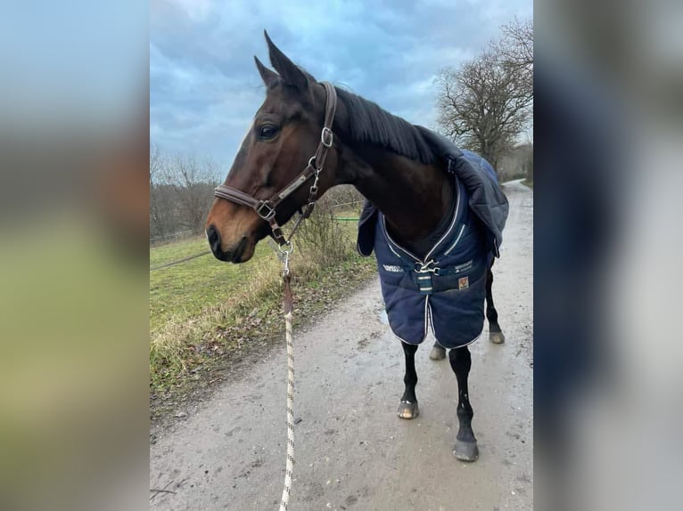 Englisches Vollblut Stute 17 Jahre 168 cm Dunkelbrauner in Reventin-Vaugris