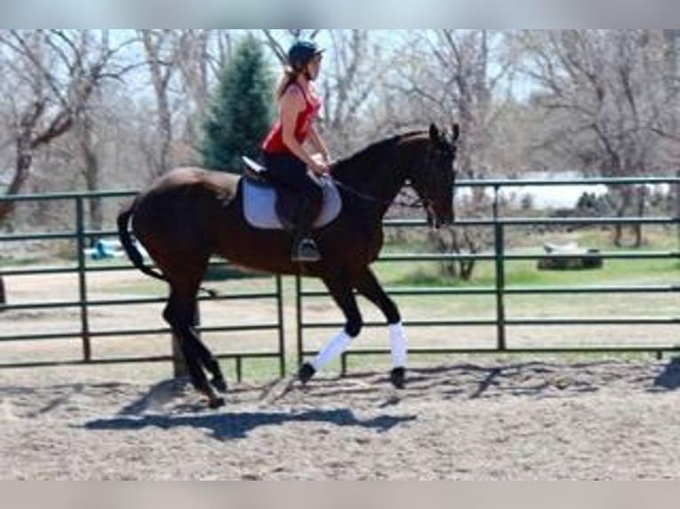 Englisches Vollblut Stute 17 Jahre 173 cm Rotbrauner in Fort Collins, CO