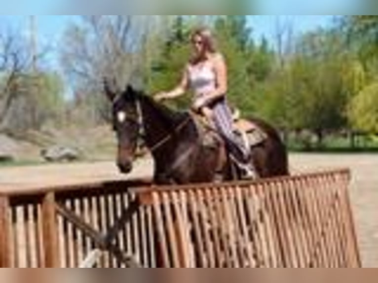 Englisches Vollblut Stute 17 Jahre 173 cm Rotbrauner in Fort Collins, CO