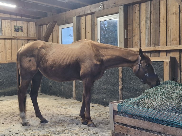 Englisches Vollblut Stute 18 Jahre 155 cm Fuchs in Mildenau