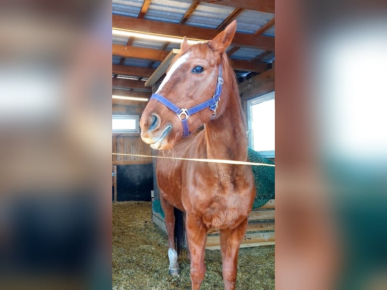 Englisches Vollblut Stute 18 Jahre 155 cm Fuchs in Mildenau