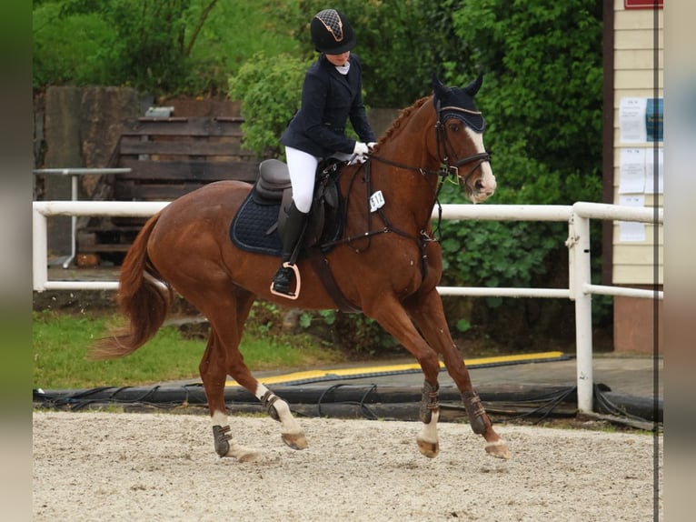 Englisches Vollblut Stute 18 Jahre 162 cm Fuchs in Esslingen am Neckar