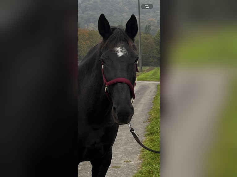 Englisches Vollblut Stute 18 Jahre 165 cm Rappe in Idstein