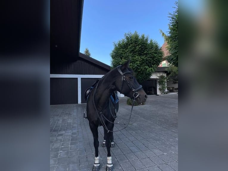 Englisches Vollblut Stute 19 Jahre 148 cm Dunkelbrauner in Bazenheid