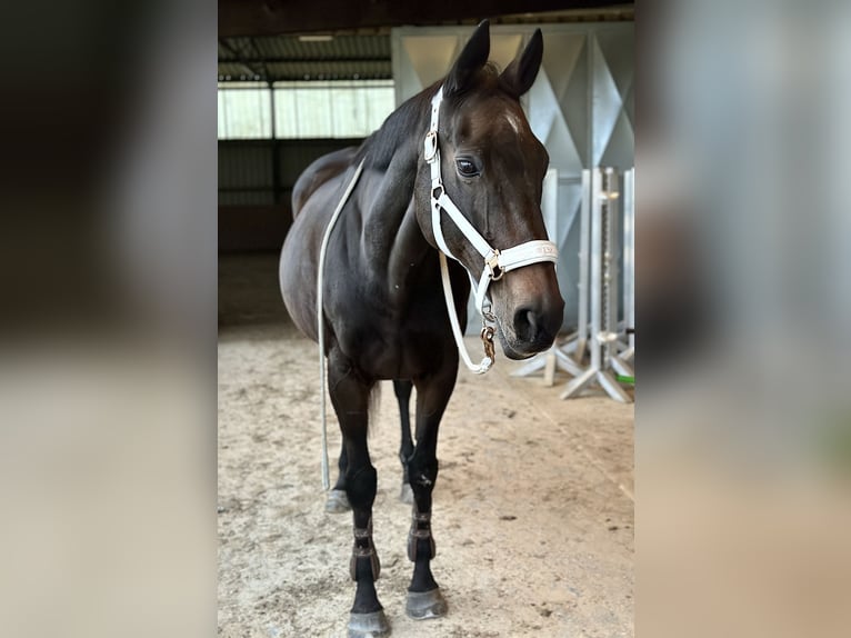 Englisches Vollblut Stute 19 Jahre 164 cm Brauner in Euskirchen