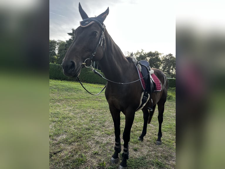 Englisches Vollblut Stute 19 Jahre 165 cm Brauner in Neustadt an der Weinstraße