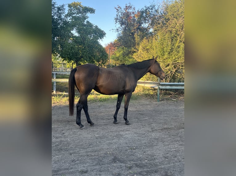 Englisches Vollblut Stute 19 Jahre 165 cm Brauner in Neustadt an der Weinstraße