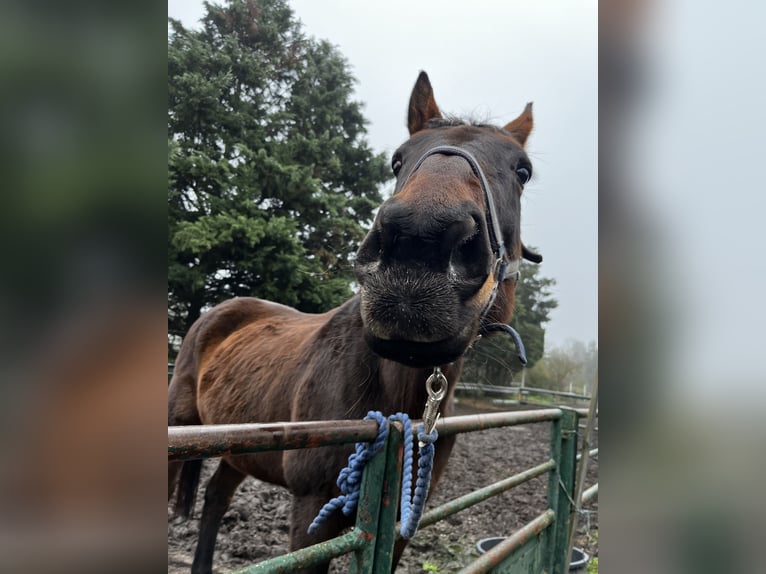 Englisches Vollblut Stute 19 Jahre 165 cm Brauner in Neustadt an der Weinstraße
