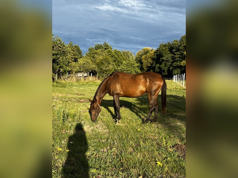 Englisches Vollblut Stute 19 Jahre 165 cm Brauner in Neustadt an der Weinstraße