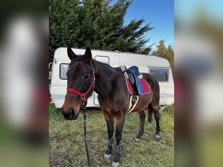 Englisches Vollblut Stute 19 Jahre 165 cm Brauner in Neustadt an der Weinstraße