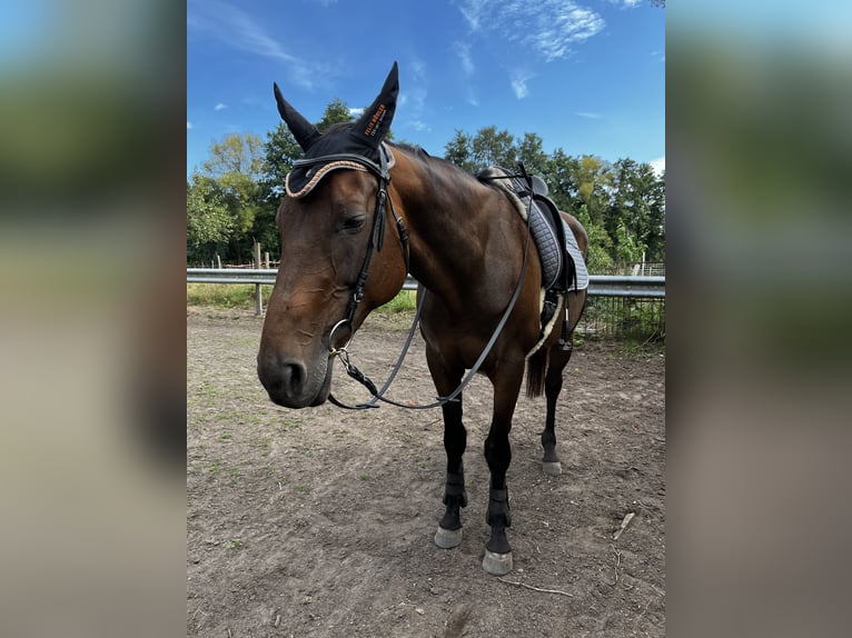 Englisches Vollblut Stute 19 Jahre 165 cm Brauner in Neustadt an der Weinstraße