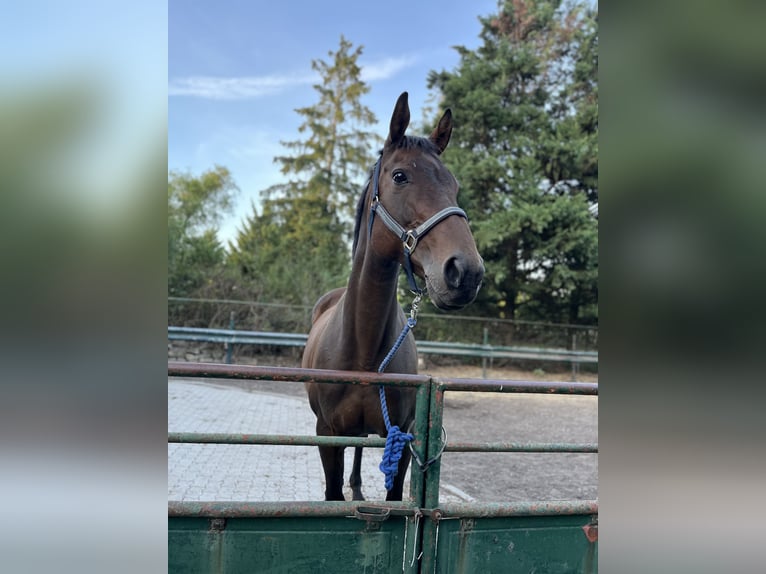 Englisches Vollblut Stute 19 Jahre 165 cm Brauner in Neustadt an der Weinstraße