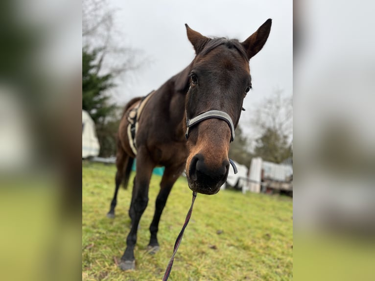 Englisches Vollblut Stute 19 Jahre 165 cm Brauner in Neustadt an der Weinstraße