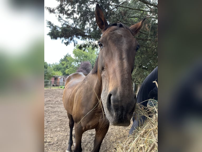 Englisches Vollblut Stute 19 Jahre 165 cm Brauner in Neustadt an der Weinstraße