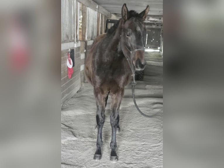 Englisches Vollblut Stute 1 Jahr 132 cm in Pattersonville