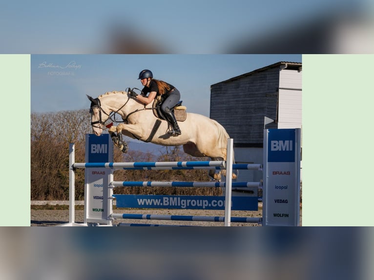 Englisches Vollblut Stute 1 Jahr 146 cm Palomino in Lingen