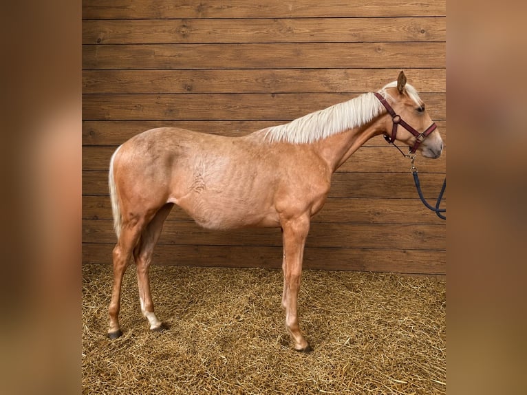 Englisches Vollblut Stute 1 Jahr 146 cm Palomino in Lingen