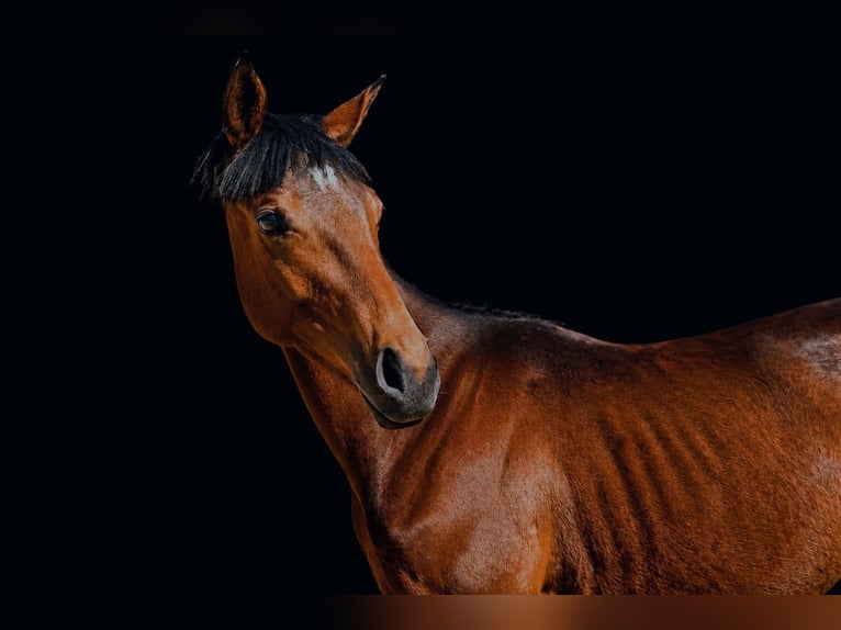 Englisches Vollblut Stute 1 Jahr 160 cm Brauner in Nysa