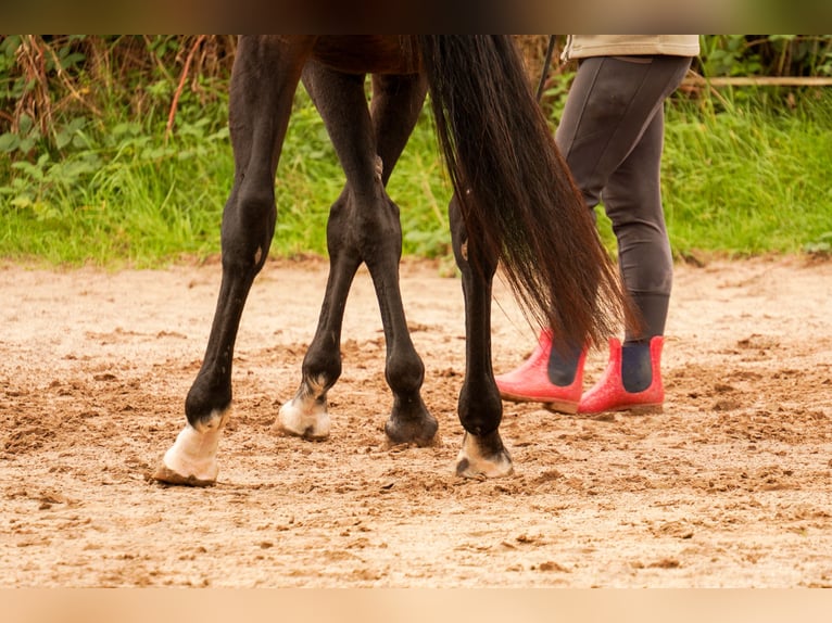 Englisches Vollblut Stute 20 Jahre 158 cm Dunkelbrauner in Friedberg Dorheim