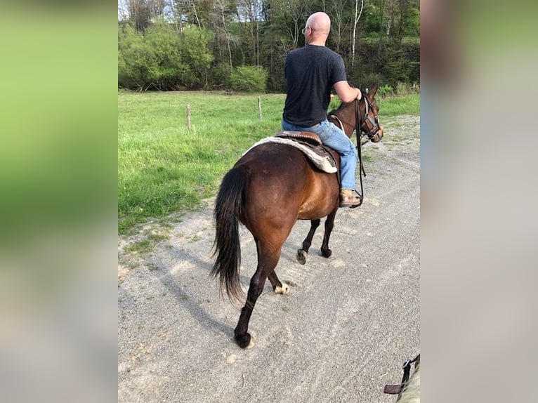 Englisches Vollblut Stute 20 Jahre 163 cm Rotbrauner in Randolph, NY