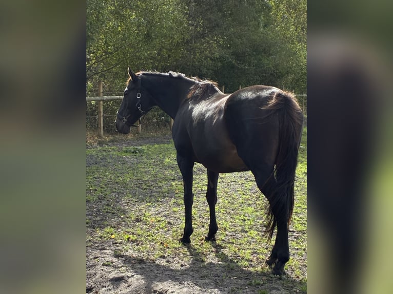 Englisches Vollblut Stute 20 Jahre 165 cm Dunkelbrauner in Schneverdingen