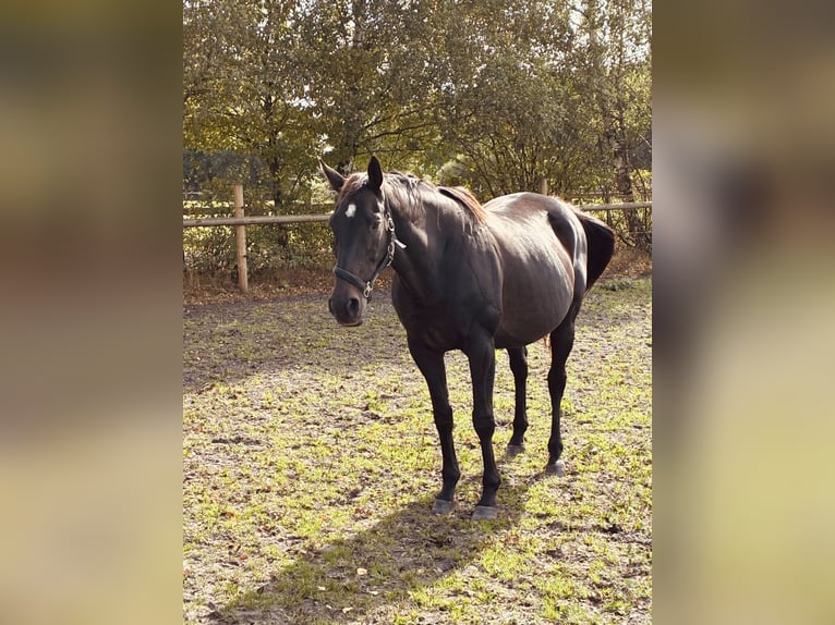 Englisches Vollblut Stute 20 Jahre 165 cm Dunkelbrauner in Schneverdingen