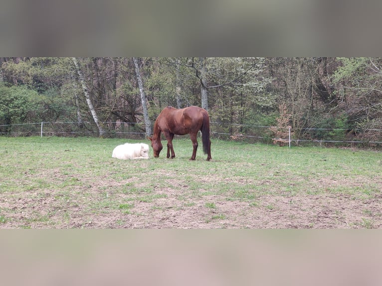 Englisches Vollblut Stute 21 Jahre 156 cm Fuchs in Neustadt an der Weinstraße