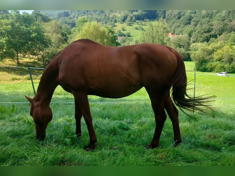 Englisches Vollblut Stute 21 Jahre 156 cm Fuchs in Neustadt an der Weinstraße