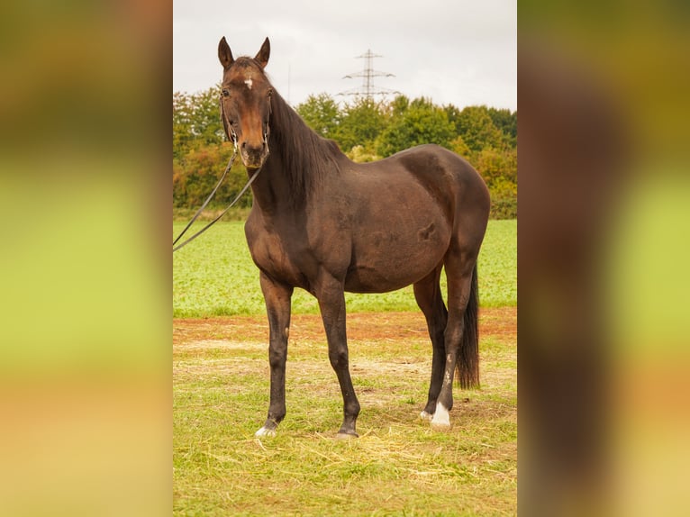 Englisches Vollblut Stute 21 Jahre 158 cm Dunkelbrauner in Friedberg Dorheim