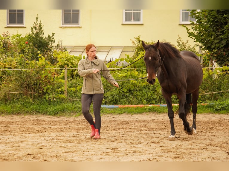 Englisches Vollblut Stute 21 Jahre 158 cm Dunkelbrauner in Friedberg Dorheim