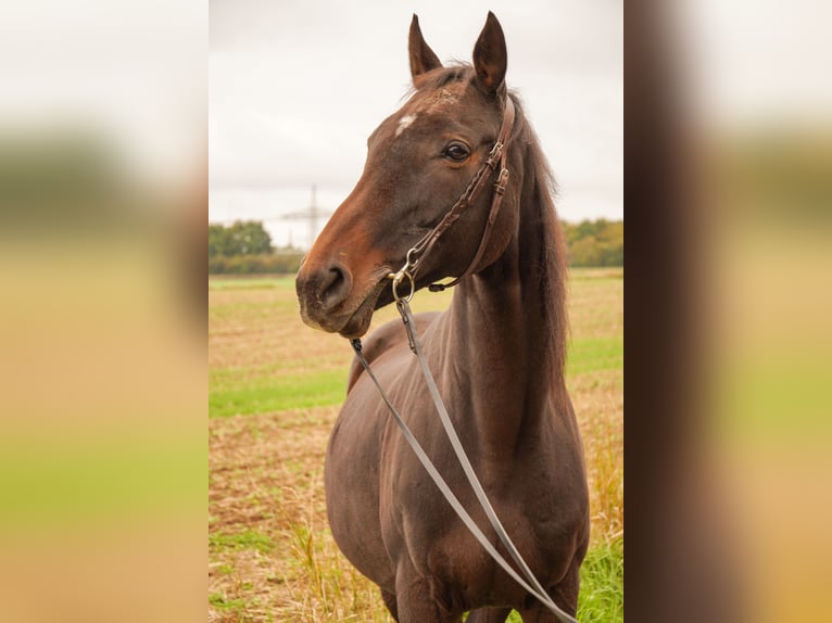 Englisches Vollblut Stute 21 Jahre 158 cm Dunkelbrauner in Friedberg Dorheim