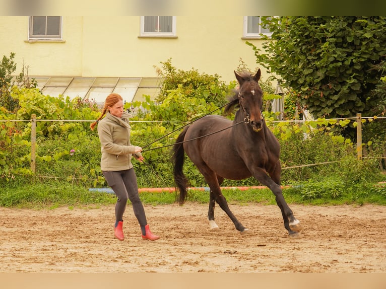 Englisches Vollblut Stute 21 Jahre 158 cm Dunkelbrauner in Friedberg Dorheim