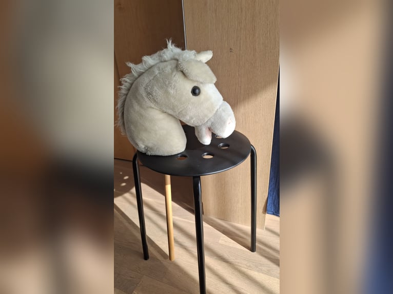 Englisches Vollblut Stute 24 Jahre Schimmel in Schörfling