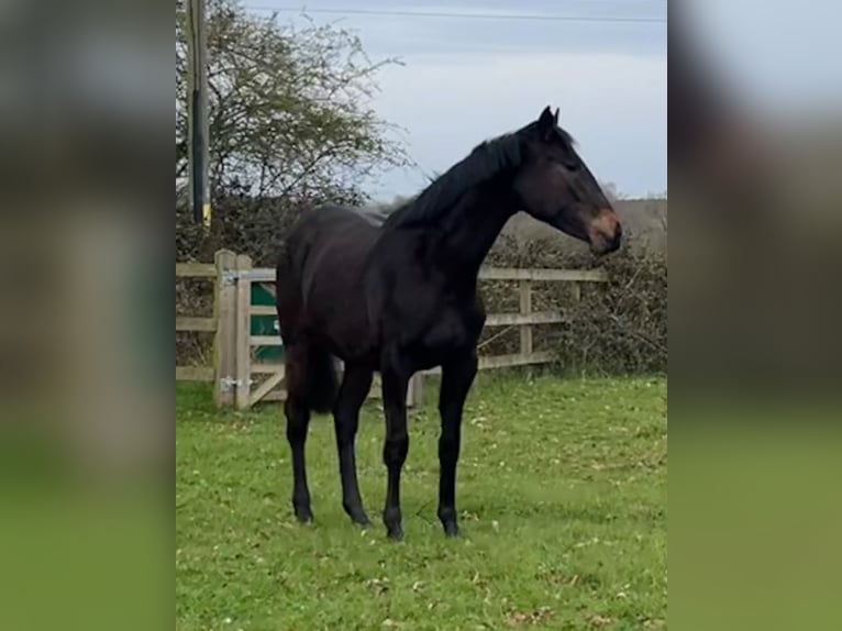 Englisches Vollblut Mix Stute 2 Jahre 163 cm Brauner in Norfolk