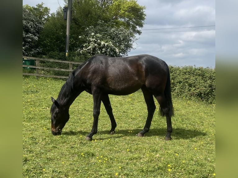 Englisches Vollblut Mix Stute 2 Jahre 163 cm Brauner in Norfolk