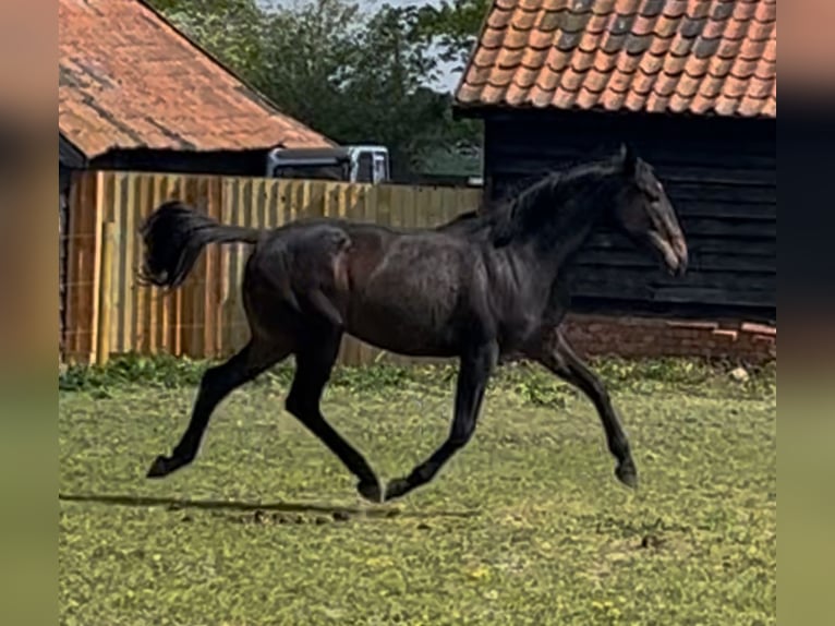 Englisches Vollblut Mix Stute 2 Jahre 163 cm Brauner in Norfolk