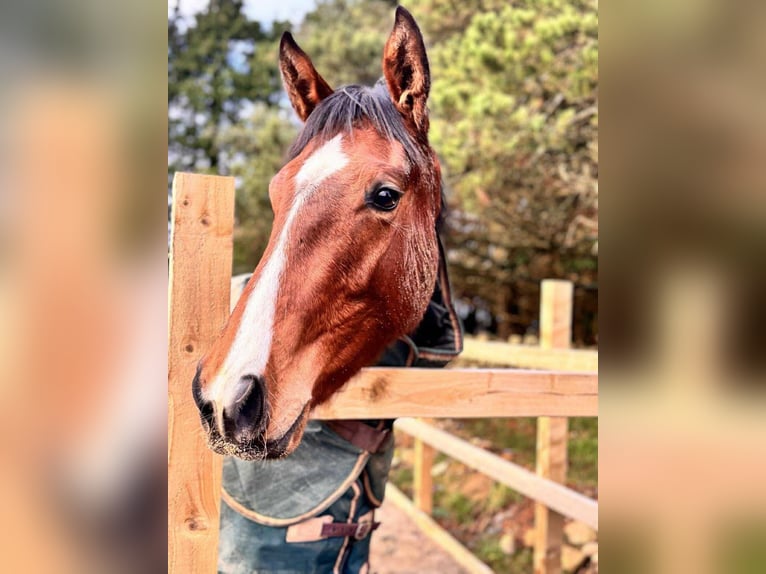 Englisches Vollblut Stute 2 Jahre 163 cm Rotbrauner in Charlestown