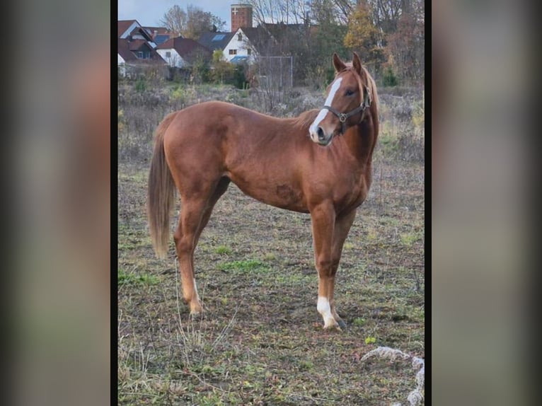 Englisches Vollblut Stute 2 Jahre Fuchs in Burgthann