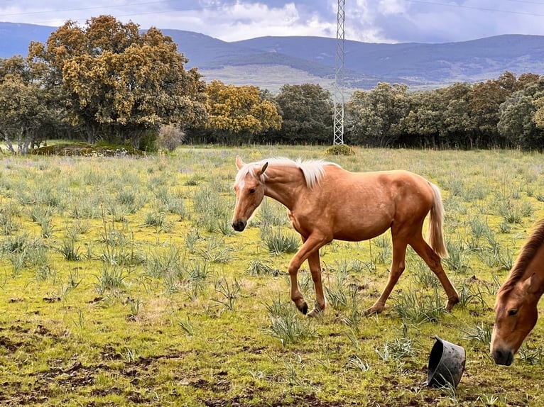 Englisches Vollblut Mix Stute 2 Jahre Palomino in Buitrago De Lozoya