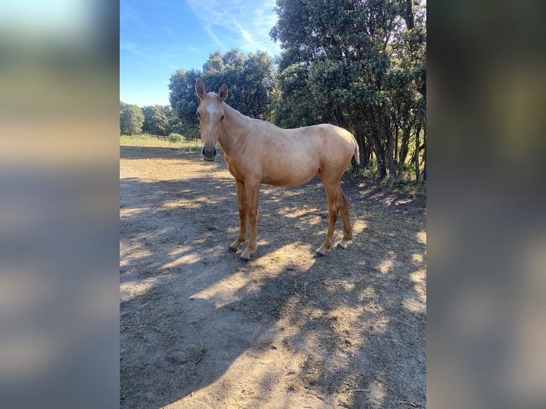 Englisches Vollblut Mix Stute 2 Jahre Palomino in Buitrago De Lozoya