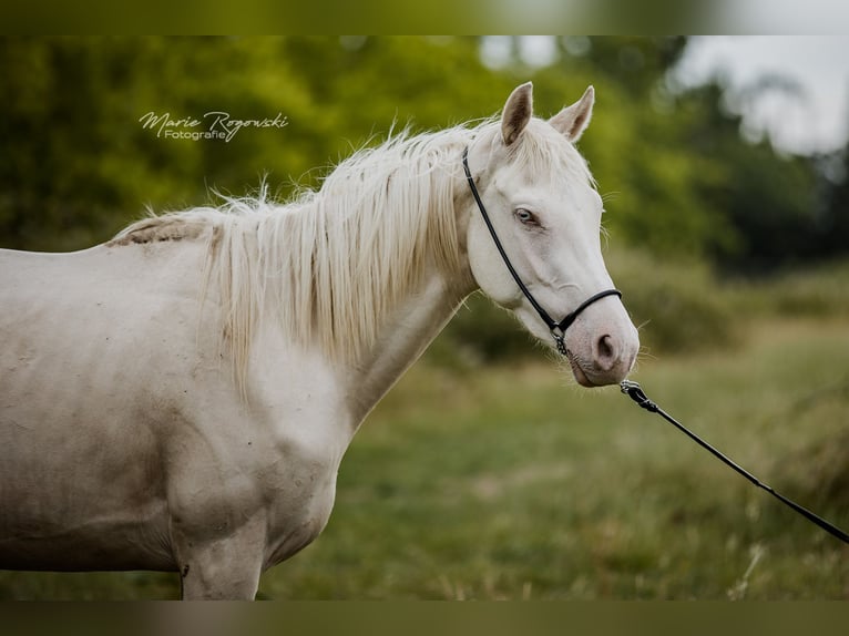 Englisches Vollblut Stute 3 Jahre 157 cm Cremello in Beaumont-Pied-de-Buf