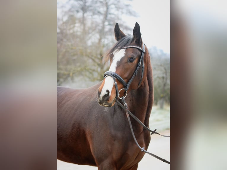 Englisches Vollblut Stute 3 Jahre 160 cm Brauner in K&#xFC;mmersbruck